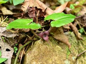 Asarum caudigerum